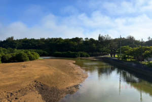 沖繩自由行-沖哥-東村紅樹林